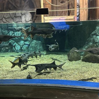 OdySea Aquarium - Aquariums Near Me - Scottsdale, Arizona OdySea Aquarium - Aquariums Near Me - Scottsdale, Arizona