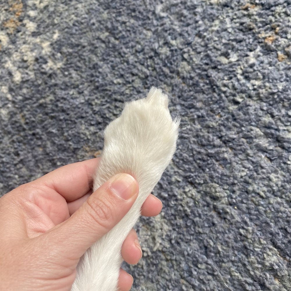 Nail trim and paw trim Nail trim and paw trim