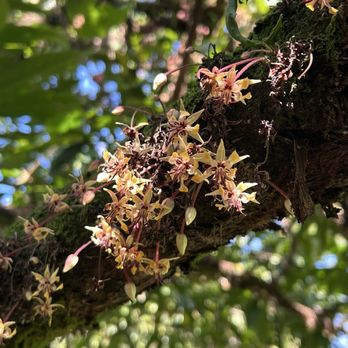Lavaloha - Cacao blossoms! - Chocolatiers & Shops Near Me - Hilo, Hawaii