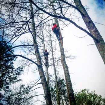 Porterfield Stump and Tree - Tree Services Near Me - Watkinsville, Georgia Porterfield Stump and Tree - Tree Services Near Me - Watkinsville, Georgia