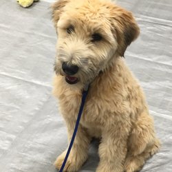 So much fun to start these pups off right!