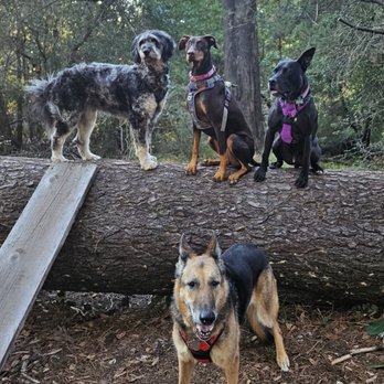 Redwood Trails Dogs - Dog Walkers Near Me Redwood Trails Dogs - Dog Walkers Near Me