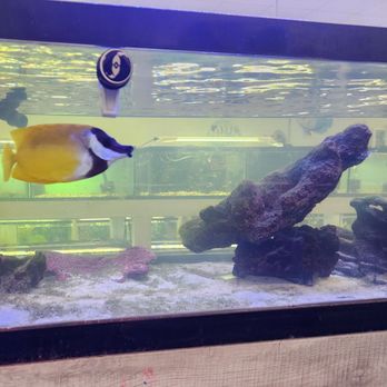 Exotic Aquatic - Aquarium Services Near Me - Fort Lauderdale, Florida Exotic Aquatic - Aquarium Services Near Me - Fort Lauderdale, Florida