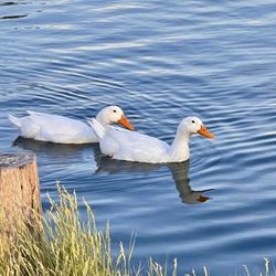 Hide Away Lakes - Helen & Patricia