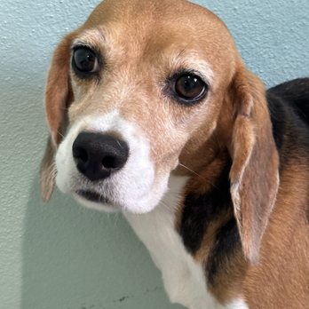 Big Dog Ranch Rescue - Suzi ready to go to her furever home. - Animal Shelters Near Me - Loxahatchee, Florida