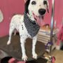 Photo of Lili's Pet Grooming Spa & Boutique