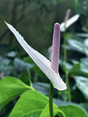 Olbrich Botanical Gardens by null