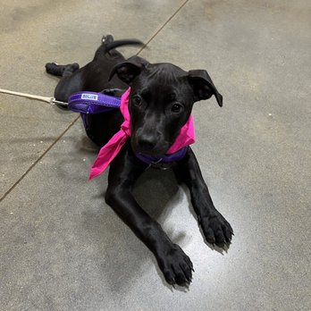 PetSmart - training class - Pet Groomers Near Me - North Myrtle Beach, South Carolina PetSmart - training class - Pet Groomers Near Me - North Myrtle Beach, South Carolina