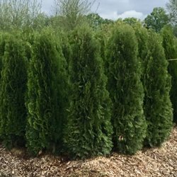 Kelly Nursery