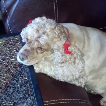Pampered Pups Salon - Pet Groomers Near Me - Mokena, Illinois