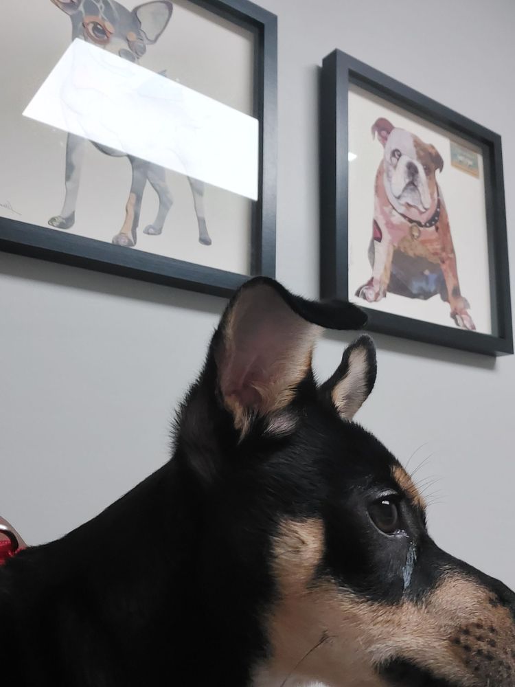 MOFFETT ROAD VETERINARY CLINIC Updated September 2024 14 Photos