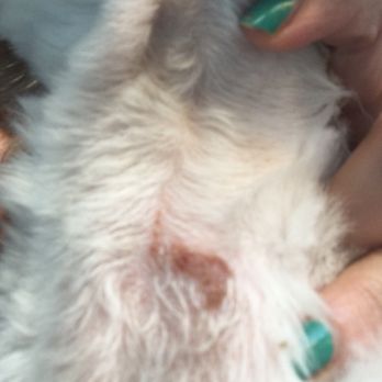 PetSmart - Close up of Charlie's razor burn, more like razor scrape - Pet Stores Near Me - Daly City, California