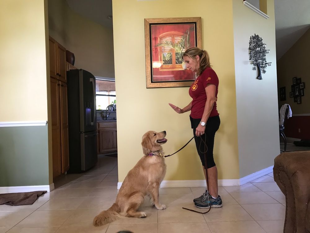 DEPAUL K9 ACADEMY Updated August 2024 22 Photos 4100 N Wickham Rd