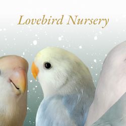 Lovebird Nursery - Our new wallpaper