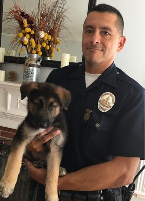 ALL BREED DOG TRAINING - Updated June 2024 - 16 Photos - Torrance