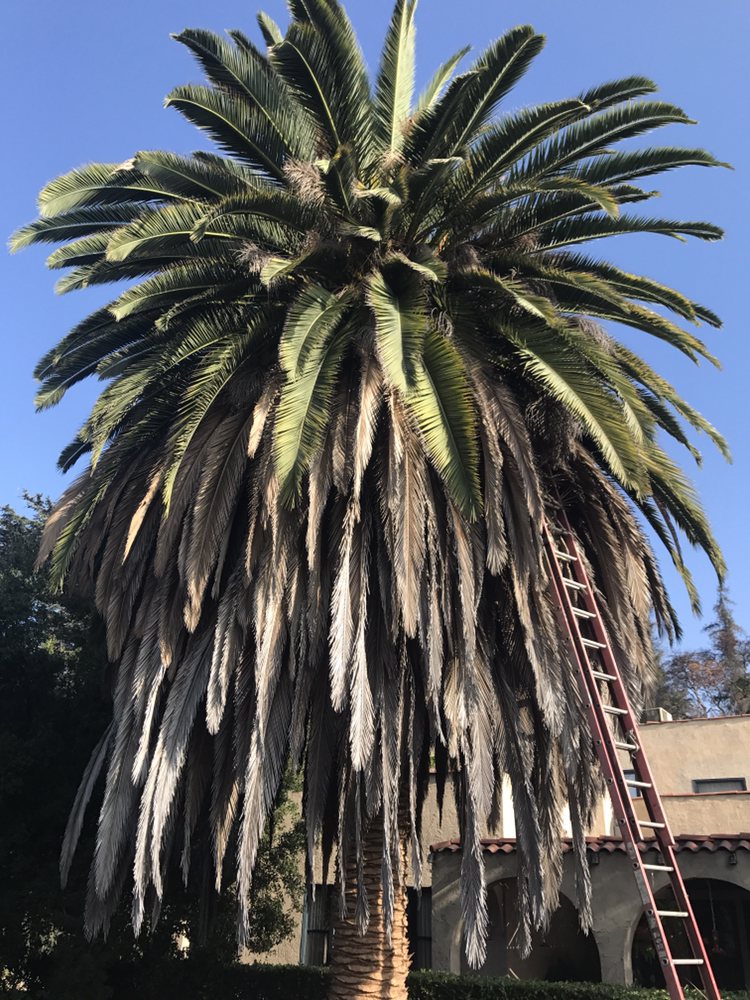 Salvador Tree Service - tree service in northridge, CA