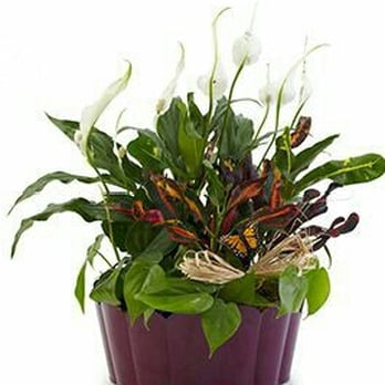 Plainwell Flowers - Florists Near Me - Plainwell, Michigan
