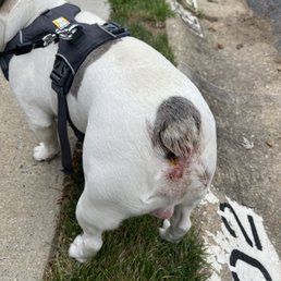 This is the rash and redness he started to develop after leaving pet dominion. Still haven't received a call back from pet dominion.