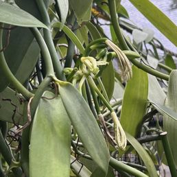 Vanilla flower
