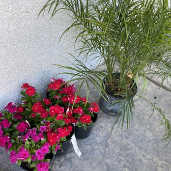 Golden Valley Nurseries - Vinca flowers and a Pygmy palm. - Nurseries & Gardening Near Me - Tracy, California Golden Valley Nurseries - Vinca flowers and a Pygmy palm. - Nurseries & Gardening Near Me - Tracy, California