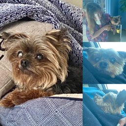 Before and After JJ's visit at Pam's Beachside Grooming. Before and After JJ's visit at Pam's Beachside Grooming.