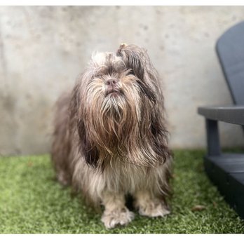 Bark and Board - Pet Sitting Near Me - Atlanta, Georgia