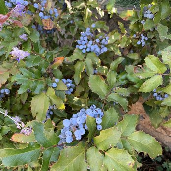 Prescott Pines Inn - Blueberries for homemade blueberry bread - Hotels Near Me - Prescott, Arizona