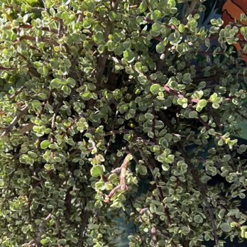 WildFlora - Florists Near Me - Studio City, California WildFlora - Florists Near Me - Studio City, California