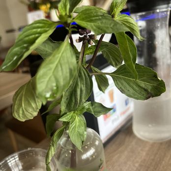 Pho Flavor - Blackened edges on the right side of the leaf - Vietnamese Near Me - Fountain Valley, California Pho Flavor - Blackened edges on the right side of the leaf - Vietnamese Near Me - Fountain Valley, California