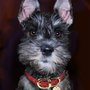 Photo of Paws N Klaws Animal Salon