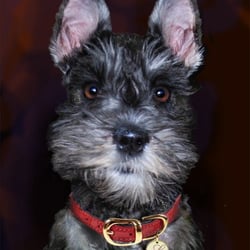 Paws N Klaws Animal Salon - Our handsome " Louie "