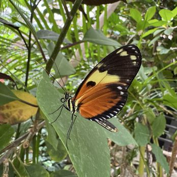 Butterfly Pavilion - Museums Near Me - Westminster, Colorado