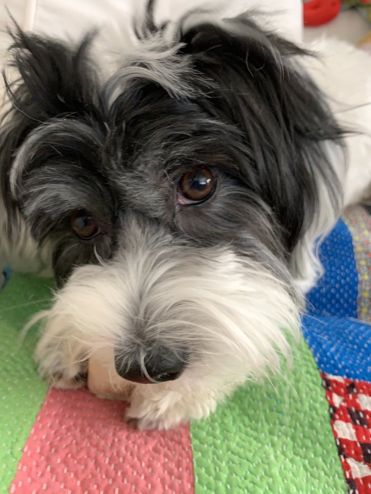 MR. PEABODY PET SITTING Austin, Texas Pet Sitting Phone Number Yelp