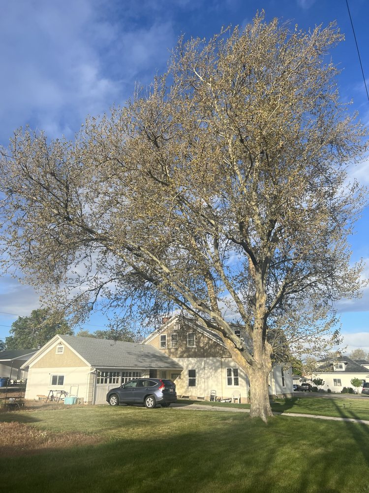 Adrian's Tree and Landscape Services - tree service in West Point, UT