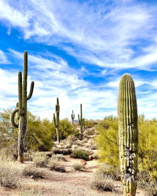 Goldfield Ghost Town and Mine Tours Inc. by null