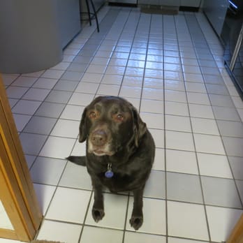 Premier Pet Sitters - jazi - Pet Sitting Near Me - Troy, Michigan Premier Pet Sitters - jazi - Pet Sitting Near Me - Troy, Michigan