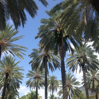 Lincoln Road - Palm trees on palm trees on palm trees! - Shopping Centers Near Me - Miami Beach, Florida Lincoln Road - Palm trees on palm trees on palm trees! - Shopping Centers Near Me - Miami Beach, Florida