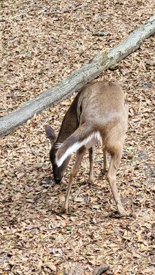 Tallahassee Museum by null