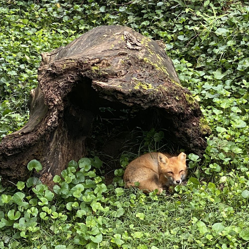 Maymont - Fox - Parks Near Me - Richmond, Virginia Maymont - Fox - Parks Near Me - Richmond, Virginia