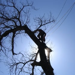 Mountain Tree Care