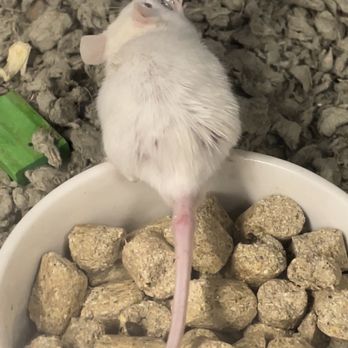 Petco - Hair starting to fall off - Pet Stores Near Me - Cerritos, California Petco - Hair starting to fall off - Pet Stores Near Me - Cerritos, California