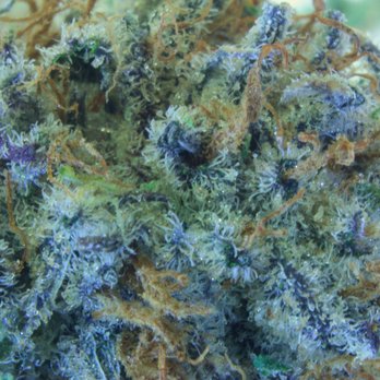 Green Therapy - Cannabis Dispensaries Near Me - Eugene, Oregon Green Therapy - Cannabis Dispensaries Near Me - Eugene, Oregon