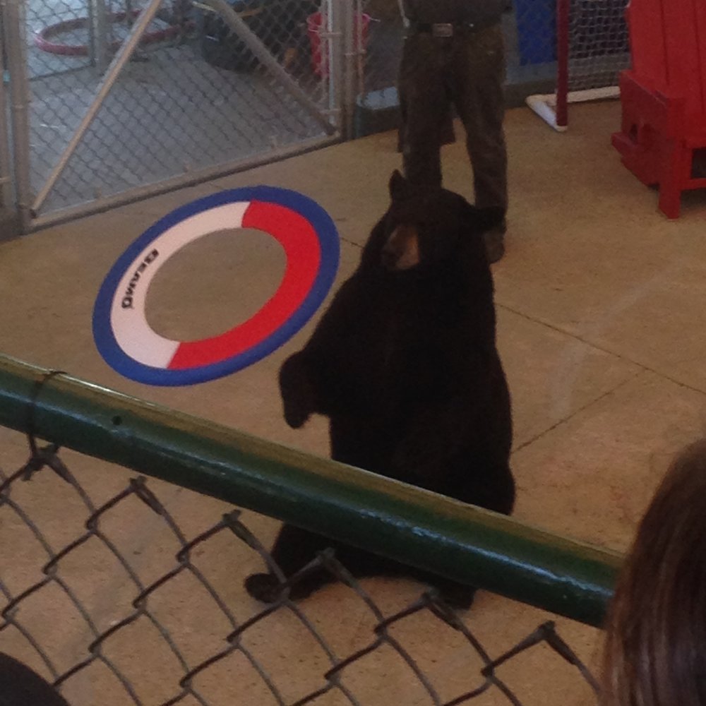 Clark's Trading Post - Tula the bear - Amusement Parks Near Me - Lincoln, New Hampshire