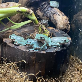 Twin Cities Reptiles - Pet Stores Near Me - Saint Paul, Minnesota Twin Cities Reptiles - Pet Stores Near Me - Saint Paul, Minnesota
