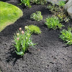Gary Hadden Landscaping - Cutting out a nice edge Mulching the bed after cleaning it up