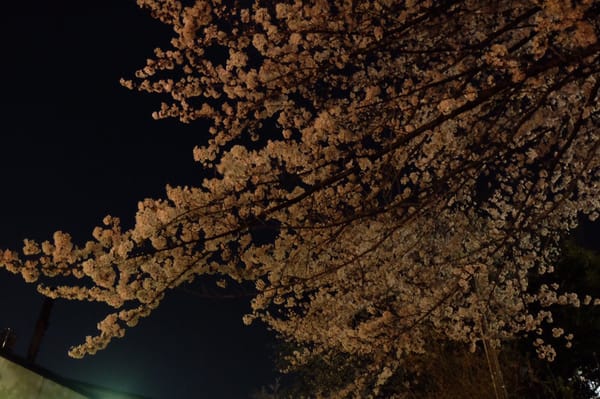 Kamon-yama Park by null