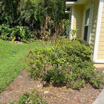 Full Force Pressure Washing - Dead Kumquat Tree - Pressure Washers Near Me Full Force Pressure Washing - Dead Kumquat Tree - Pressure Washers Near Me