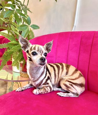 Dogue Spa - The Coolest Dog Grooming Salon by null