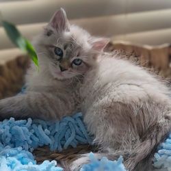 Blue Gem Siberian Cats