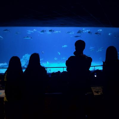 National Museum of Marine Biology & Aquarium by null